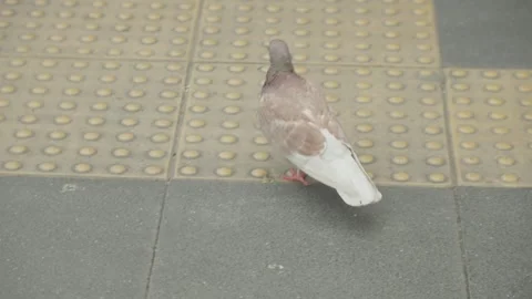 Pigeon walking on the sidewalk Stock Footage 247114262