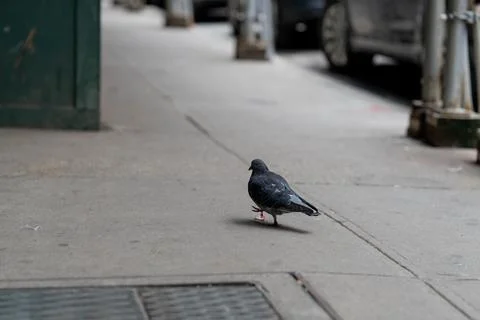 A pigeon is walking on the sidewalk Stock Photos