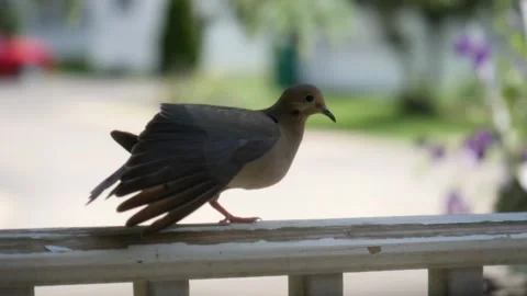 Pigeon walking in slow motion Stock Footage 156267820