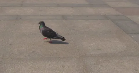 Pigeon walking in slow motion on the pavement 스톡 동영상 11122376