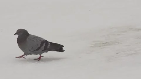 Pigeon walking in the snow 動画素材 170059925