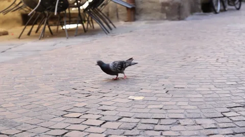Pigeon walking on the street Stock Footage 27276608