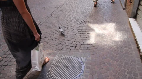 Pigeon walking on the street Stock Footage 27276857