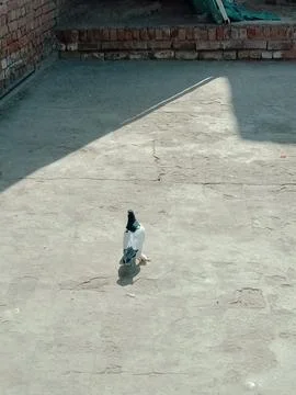 Pigeon walking in the sunlight Stock Photos
