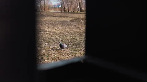 Pigeon Walking Through Framed Outdoor Park Scene With Leaf Covered Ground And Stock Footage 345845839
