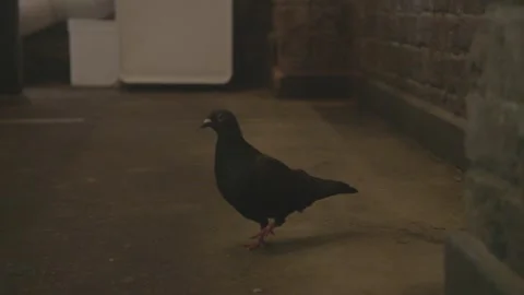 Pigeon Walking Through Indoor Utility Corridor in Sydney Restaurant or Cafe Stock Footage 345667329