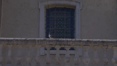 Pigeon walking on top platform of old stone guardrail on house terrace Stock Footage 157007691