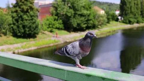 Pigeon walking on urban ground featuring gray feathers Stock Footage 321124462