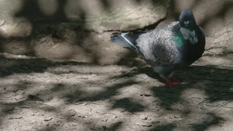 A pigeon walks about with an empty egg shell stuck to it. 4K locked tripod Stock Footage 143331042