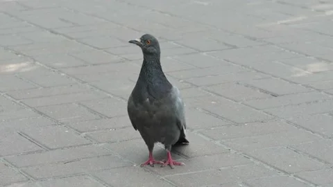 A pigeon walks on the gray paving slabs. Stock Footage