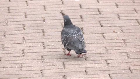 Pigeon walks on paving slabs Stock-Footage 247274796