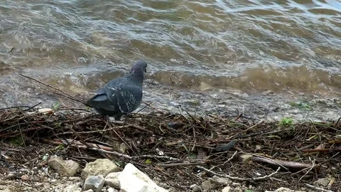 A pigeon walks by the river Stock Footage 76530008