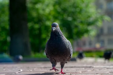 Pigeon walks towards Stock Photos
