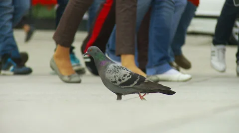 Pigeon on walkway Stock Footage 34403454
