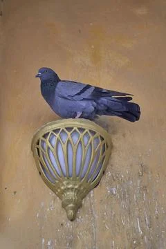 A pigeon on wall light Stock Photos