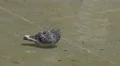 Pigeon washing in the water in Porto 4k or 4k+ Resolution