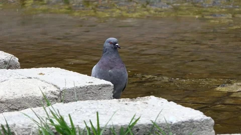 A pigeon by the water Stock Footage 240402278