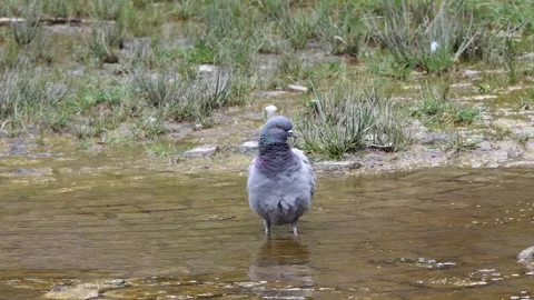 A pigeon in the water Stock Footage 240641750