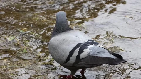A pigeon in the water Stock-Footage 240641763