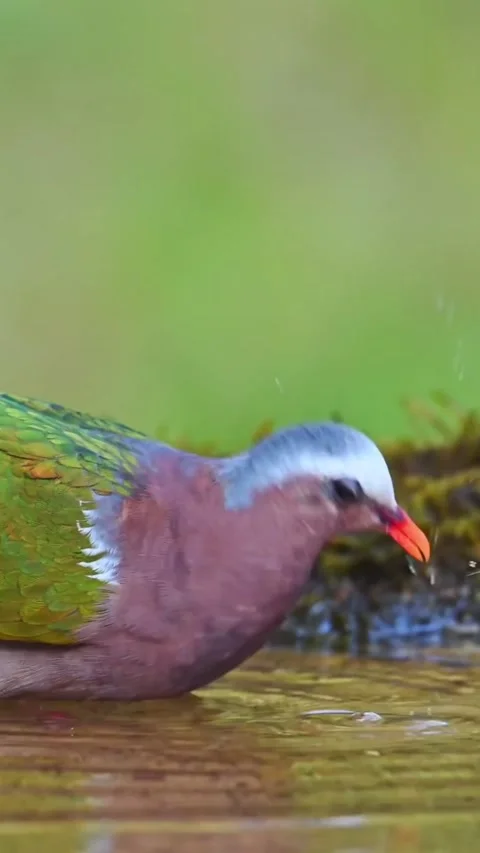 Pigeon in water Stockbeeldmateriaal 326632678