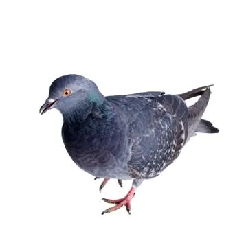Pigeon on a white background Stock Photos