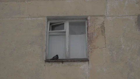 Pigeon on the windowsill Stockbeeldmateriaal 122904100