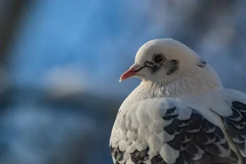 Pigeon at winter Stock Photos