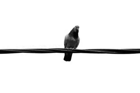 Pigeon wire Stock Photos