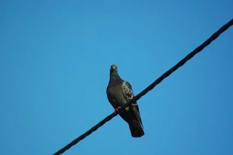 Pigeon on wire Stock Photos