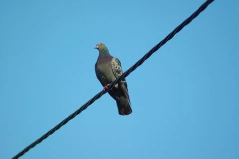 Pigeon on wire Fotos Stock