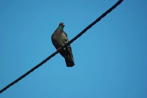 Pigeon on wire 写真素材