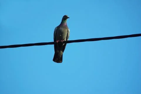 Pigeon on wire Stock Photos