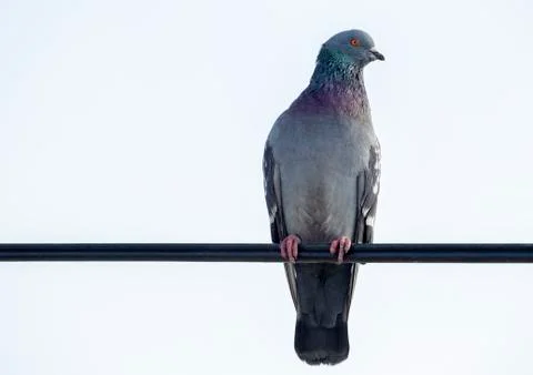 Pigeon on the wire Stock Photos