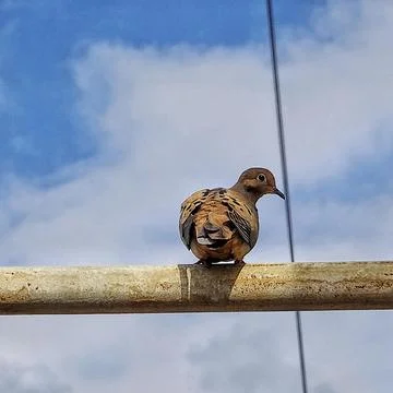 Pigeon on a wire Stock Photos