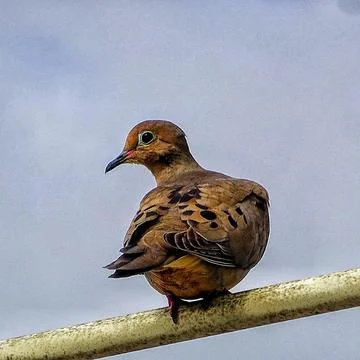 Pigeon on a wire Stock Photos