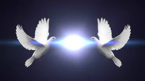 Pigeon zoom in Stock Footage 42568112