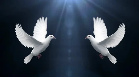 Pigeon zoom in Stock Footage 42568118