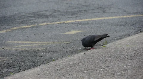 Pigeon01 Video stock 5360465