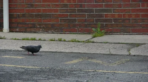 Pigeon02 Video stock 5359299