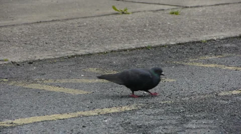 Pigeon03 스톡 동영상 5358070