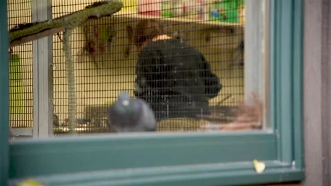 PigeonHD01 Stock Footage 168308933