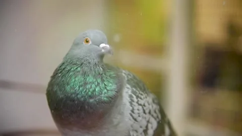 PigeonHD02 Stock Footage 168308934