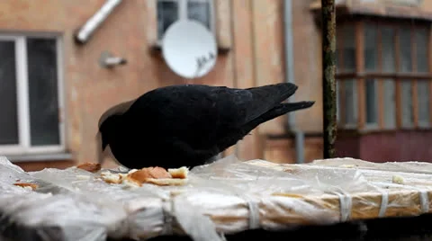 Pigeon.mp4 Stock Footage 26125508