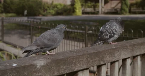 Pigeons 1 | 4k | Handheld 動画素材 144046865