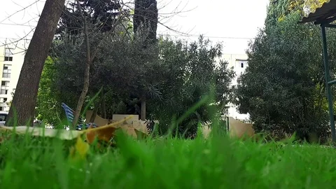 Pigeons 1 Stockbeeldmateriaal 82422596