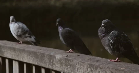 Pigeons 2 | 4k | Handheld 動画素材 144044131