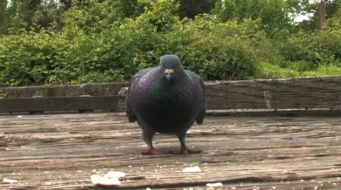 Pigeons 2 스톡 동영상 9731294