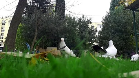 Pigeons 3 Stockbeeldmateriaal 82376688