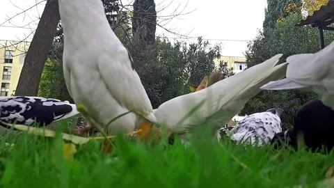 Pigeons 4 Stockbeeldmateriaal 82373703