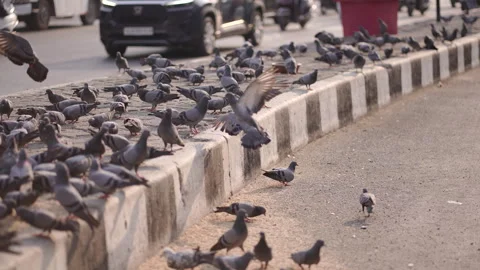 Pigeons 4K Clip Stock Footage 305222826